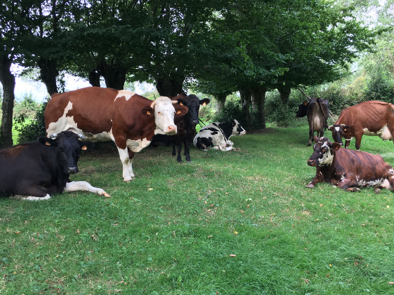 Dairy cows in field