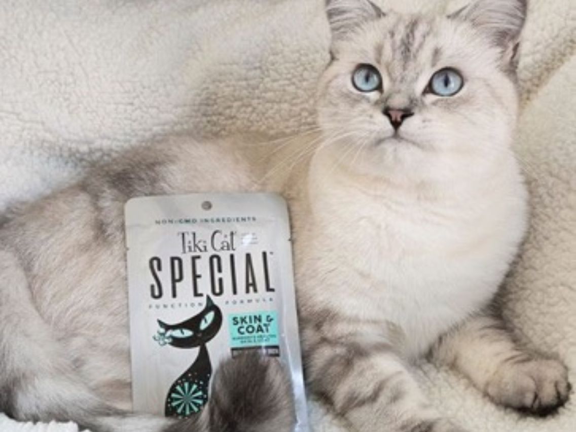A light-colored cat with striking blue eyes lies on a fluffy white blanket next to a pouch of Tiki Cat Special Function Formula for "Skin & Coat." The cat is looking up and slightly to the right.