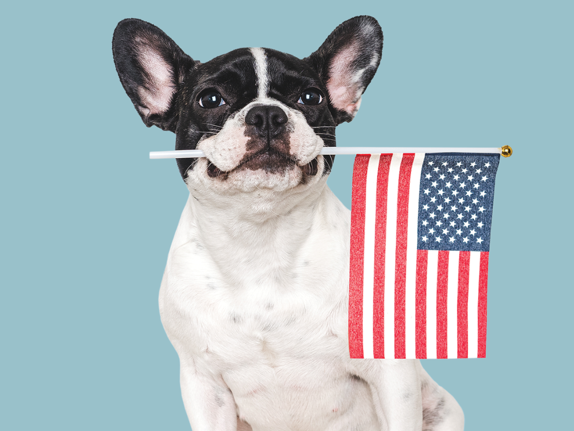 ​A black-and-white French bulldog holds a small American flag in its mouth against a light blue background for Fourth of July.